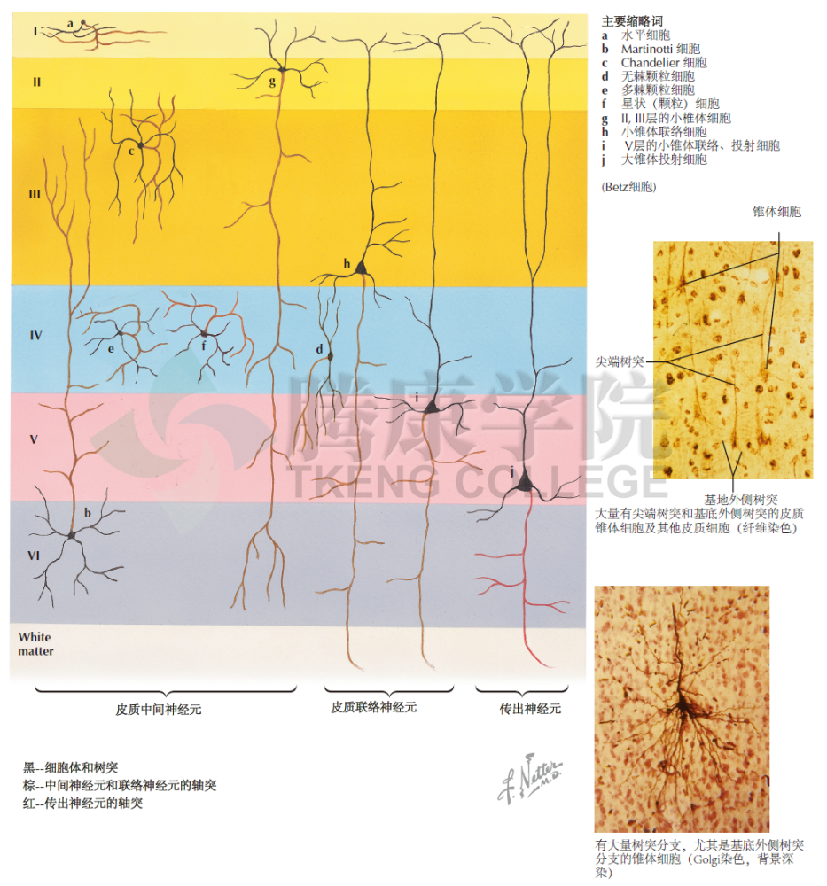 放射影像學和組織切片染色圖,為學習神經科學提供了全面的視覺輔助從