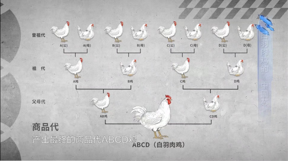 聚焦乌鸡苗行业，了解发展趋势与未来机遇