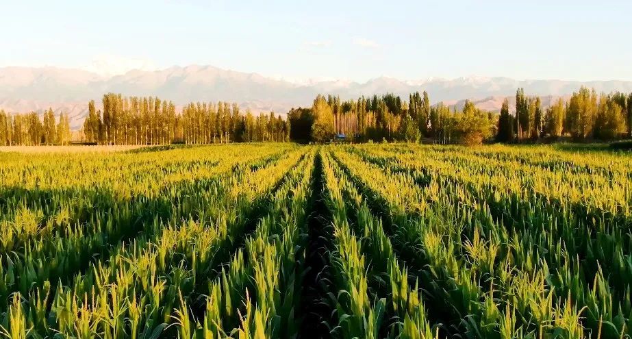 喜迎党代会锦绣六师六运湖农场篇附视频