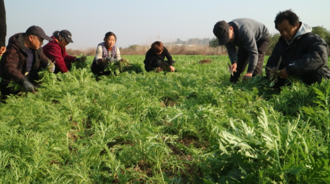 急急急長沙縣60000斤雪裡紅滯銷需要您的幫助價格只需