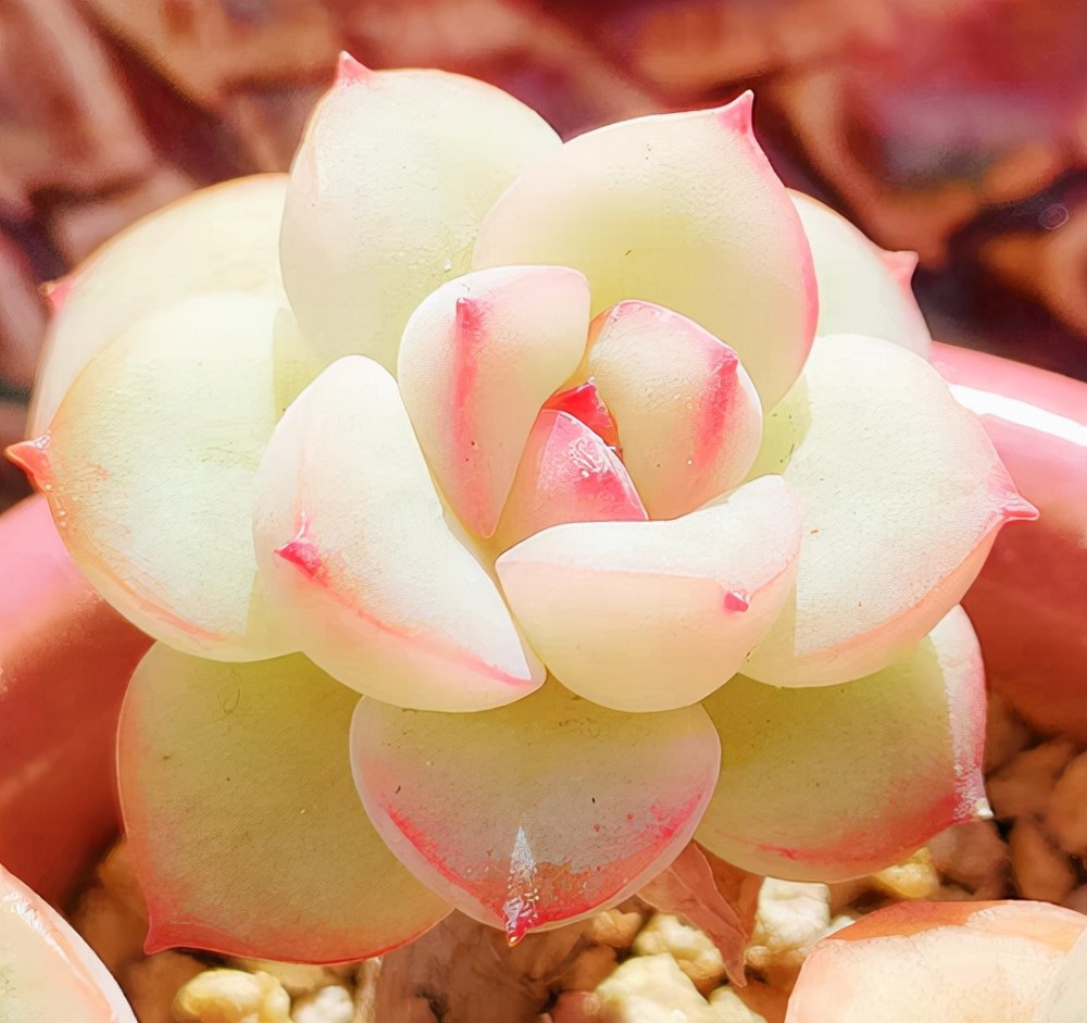 在上海蛮适合养盆雪花多肉控养3年的雪花叶片肥厚颜色鲜红