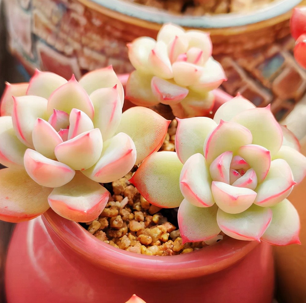 在上海蛮适合养盆雪花多肉控养3年的雪花叶片肥厚颜色鲜红