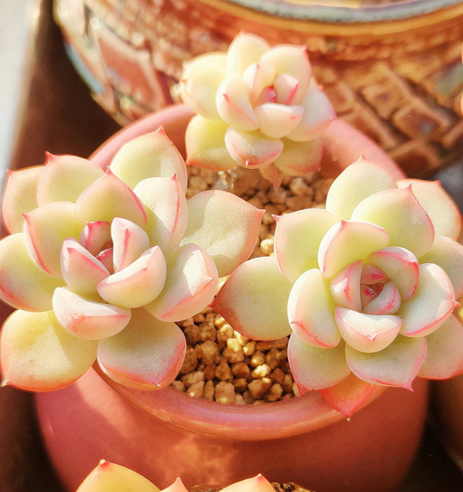 在上海蛮适合养盆雪花多肉控养3年的雪花叶片肥厚颜色鲜红