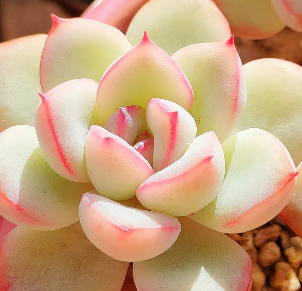 在上海蛮适合养盆雪花多肉控养3年的雪花叶片肥厚颜色鲜红