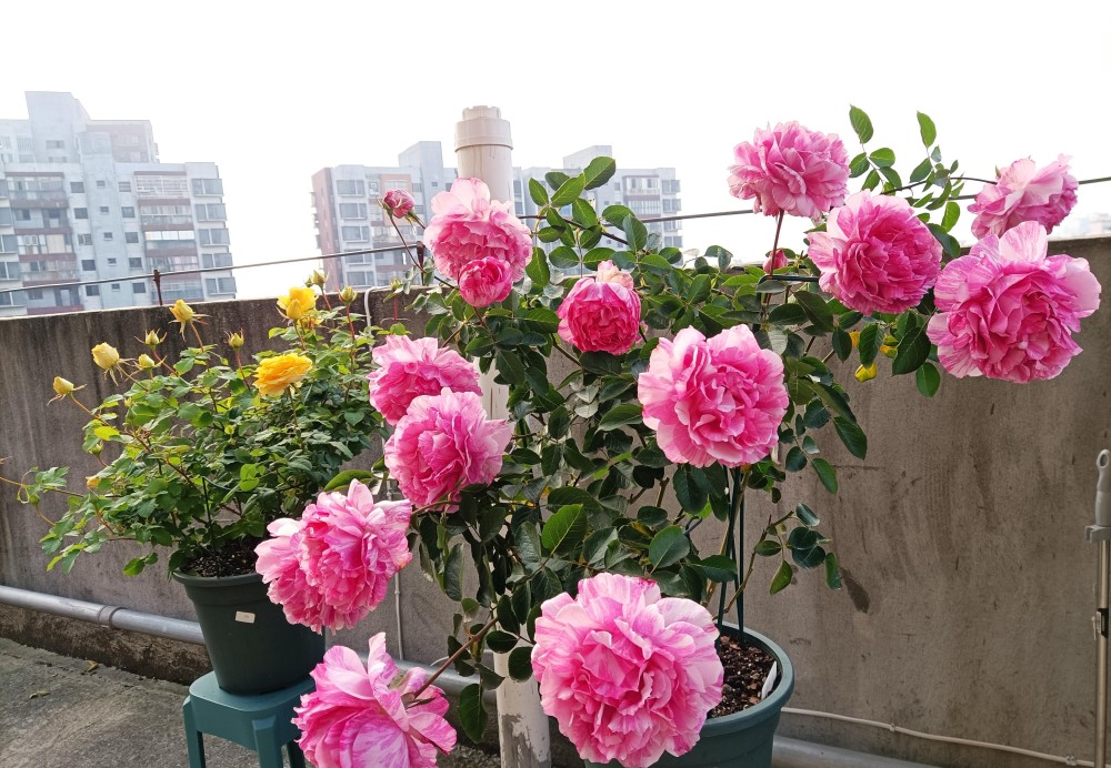 阳台还有位置可以养棵伊芙飞溅四季有花看一花香满家