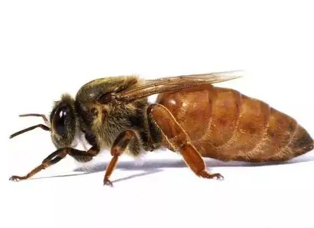 多看蜂王屁股就能判断蜂王是否交尾这个主意很馊告诉你新鲜的