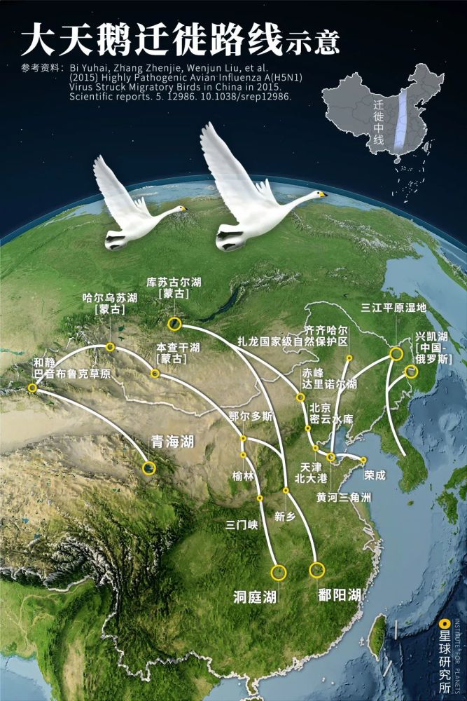 因此大天鹅也是中线的代表候鸟;图为大天鹅的迁徙路线示意,制图