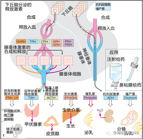 知識解析下丘腦腺垂體靶腺軸都涉及哪些腺體有哪些相關激素