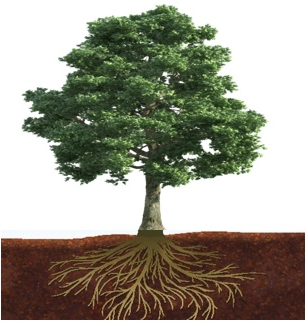 植物一方面通过根系从土壤中获得自身生长所需要的养分,水分等物质,另