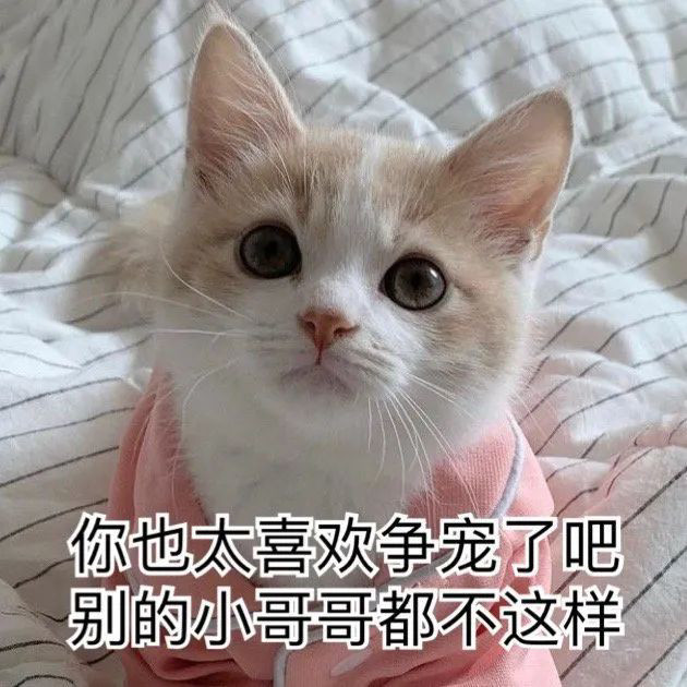 猫猫阴阳怪气表情包