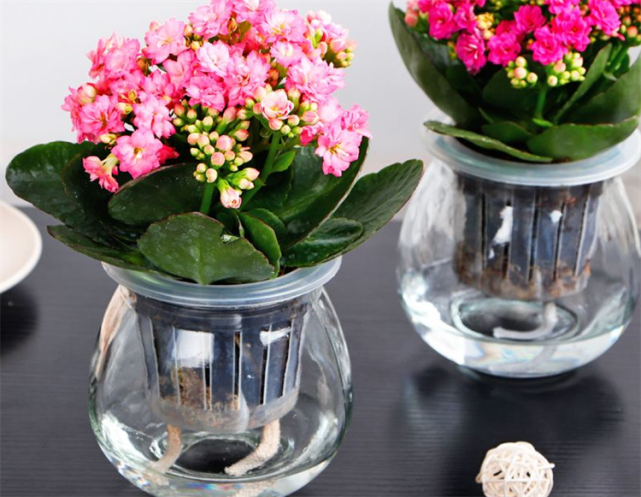 长寿花可以来水培,用对了方法,根系长得更茂盛,也能正常开花!