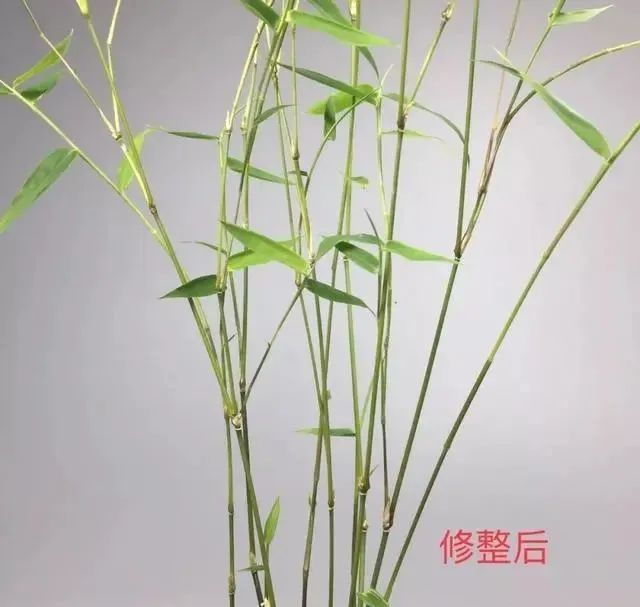 关于竹的修剪:竹子盆景用土以腐殖质土为最好.