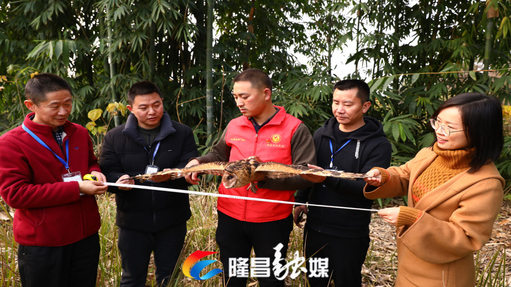 今年11月,胡家鎮黃金村村民在後山發現絲茅草地上有5只長相奇怪的鳥.