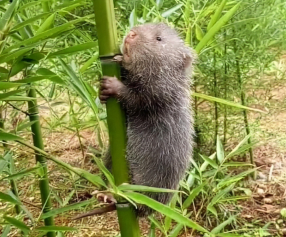 小雪的丈夫说,在妻子怀孕的时候,自己曾抓过野生竹鼠给妻子补身体