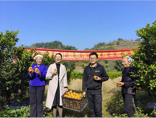 暖锋计划助力云南富宁乡村振兴,高顿教育砂糖橘项目"种"出成果