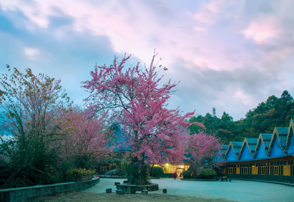 去腾冲樱花谷,赏"浪漫樱花"