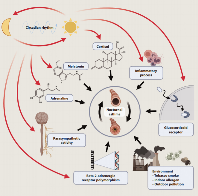 夜间哮喘的病理生理机制及治疗