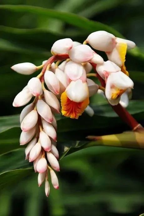 临江仙豆蔻安之若素的微笑