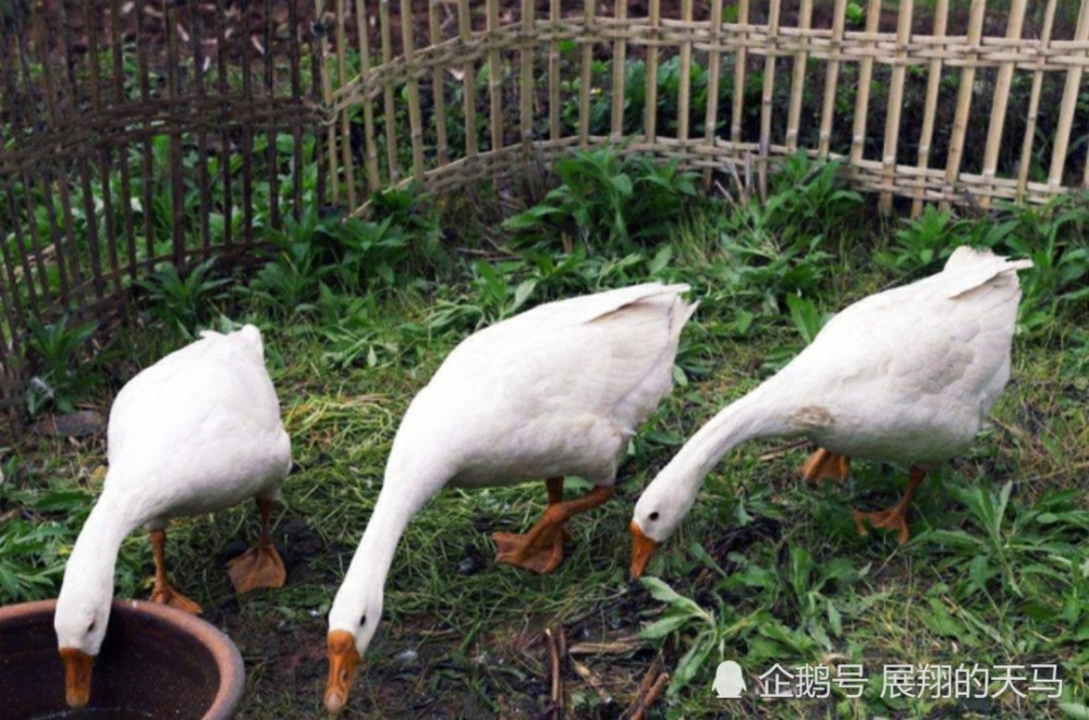 有的地方利用鹅来驱蛇,这种方法靠谱吗?有什么科学根据?_腾讯新闻