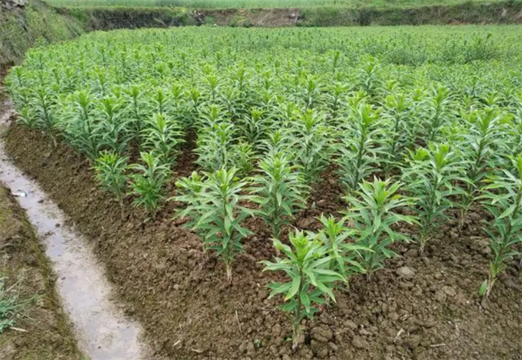 食用百合该怎么种种植时间比较重要不可太早也不能太晚