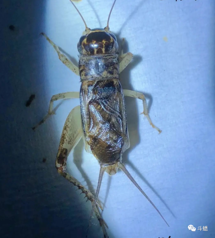 蟋蟀鉴赏6上亳州将军
