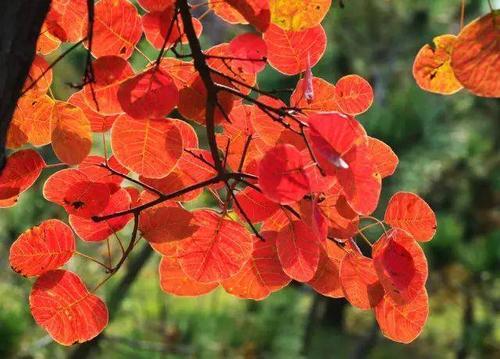 别名红叶,红叶黄栌,黄道栌,黄溜子,黄龙头,黄栌材,黄栌柴,黄栌会等