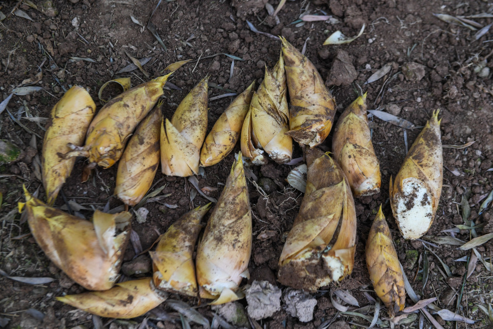 社会农闲时节挖笋忙