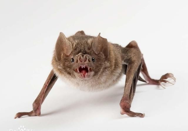 埃博拉作为4级病毒死亡率高达90却比不上新冠变异奥密克戎