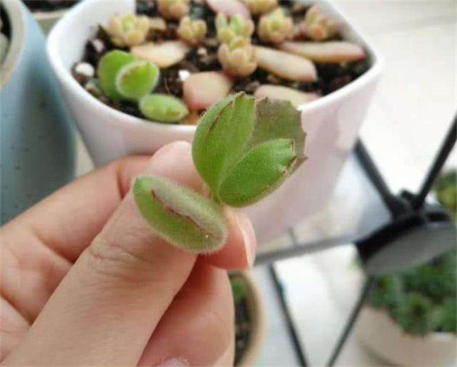 熊童子怎么扦插?5个简单小步骤,来扦插出满阳台的熊童子多肉_腾讯新闻