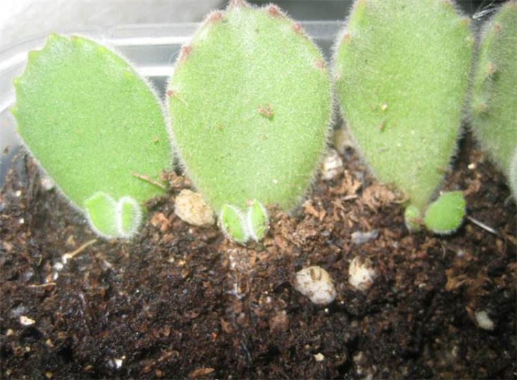 熊童子怎么扦插?5个简单小步骤,来扦插出满阳台的熊童子多肉_腾讯新闻