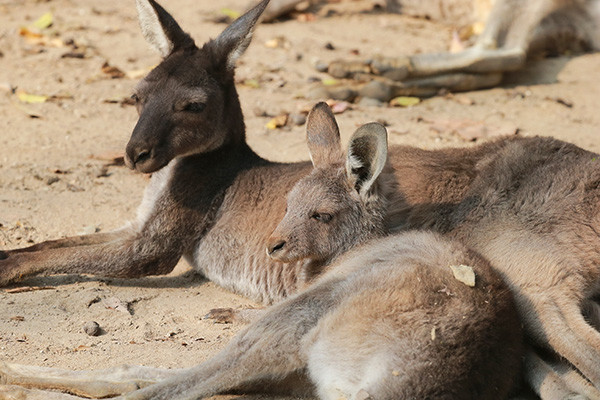 圆盾大袋鼠亮相上海,曾因生性胆小太会躲藏被误以为灭绝
