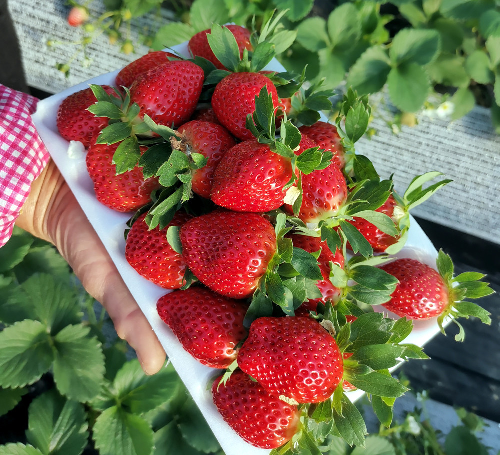 慈溪市坎墩街道玉兰果蔬农场推出的一种草莓走红微信朋友圈,吸引不少