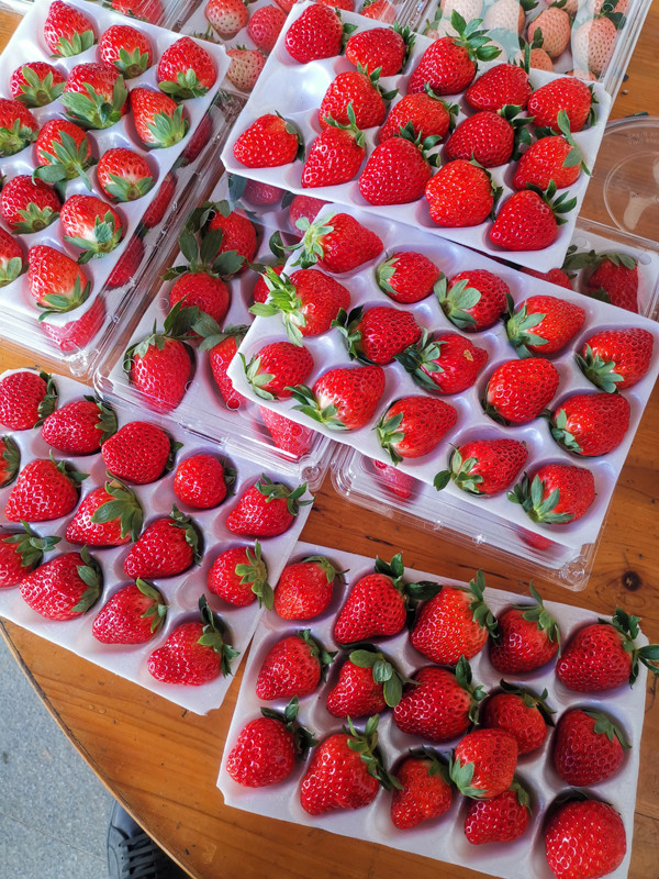 "胡晶金告诉记者,"越秀"硬度高于普通草莓,运输,销售损耗少.