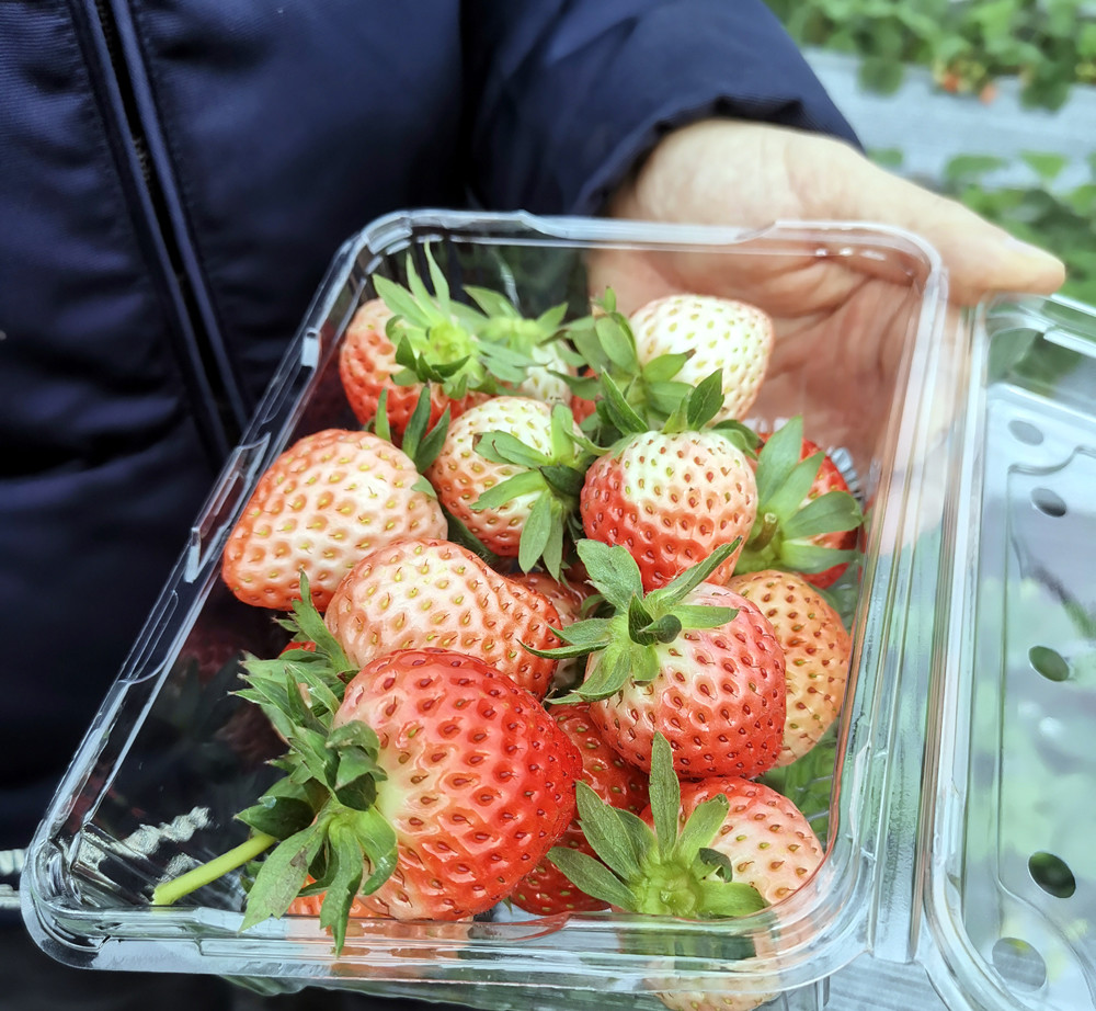 图为草莓"梦晶".