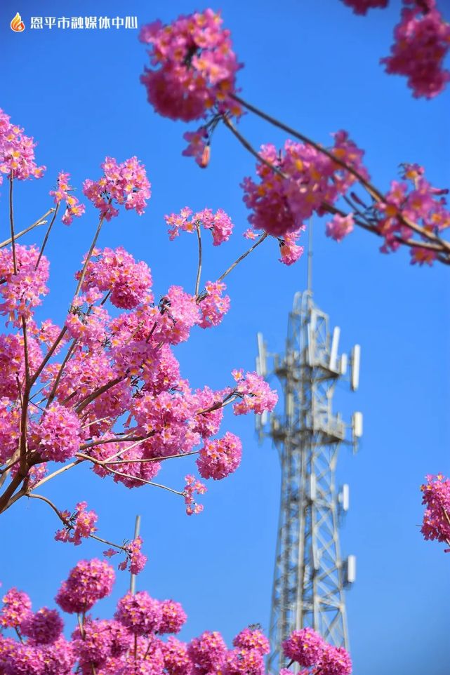 惊艳犹如世外桃源恩平这片花海你来过吗