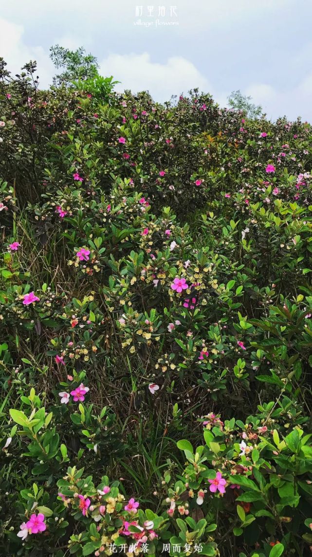 "桃金娘"一天认识一种植物!_腾讯新闻