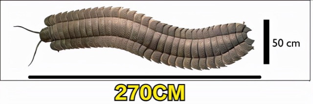 千足虫真是一千条腿吗终于有答案科学家发现1306条腿的千足虫