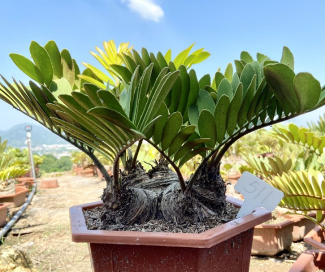 墨西哥铁树美叶凤尾蕉的鉴赏与栽培