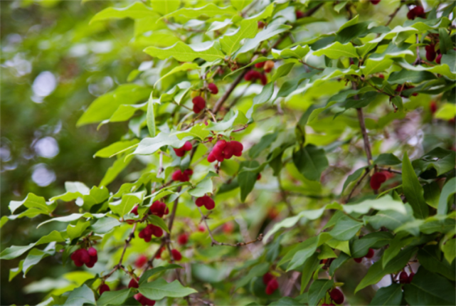 爱心果下山桩怎么种4个基本操作灵活用成活率高枝叶旺