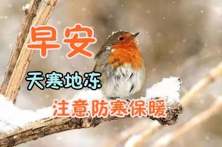 1月21日冬日最新版暖心早上好问候语美句,免打字特别漂亮小动物风景