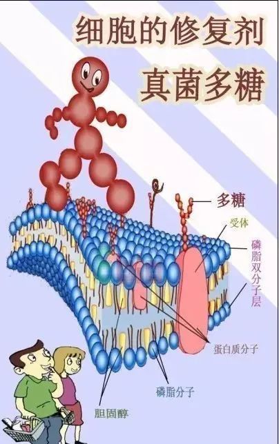 細胞膜將細胞和細胞外部分隔開,使之成為生命體最小的基本單位,使生命