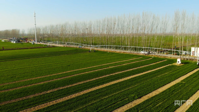 河南尉氏:高标准农田冬小麦长势喜人|高标准农田|尉氏县|河南|冬小麦