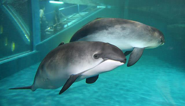 极危物种离灭绝只剩一步之遥小头鼠海豚还能等我们多久