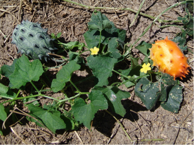 荒野维生野菜系列刺角瓜