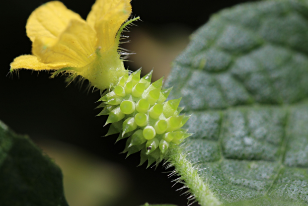荒野维生野菜系列刺角瓜
