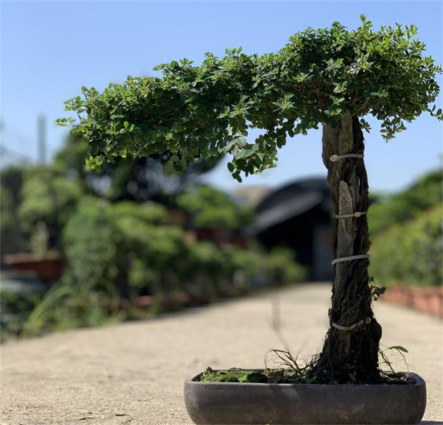 铁包金盆景怎么养盆景爱好者一切适量搭配后面就靠时间雕琢