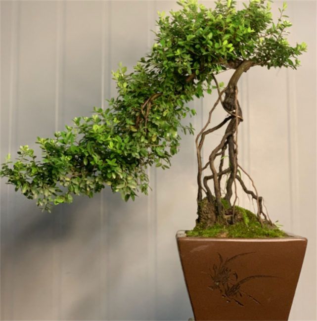 铁包金盆景怎么养盆景爱好者一切适量搭配后面就靠时间雕琢