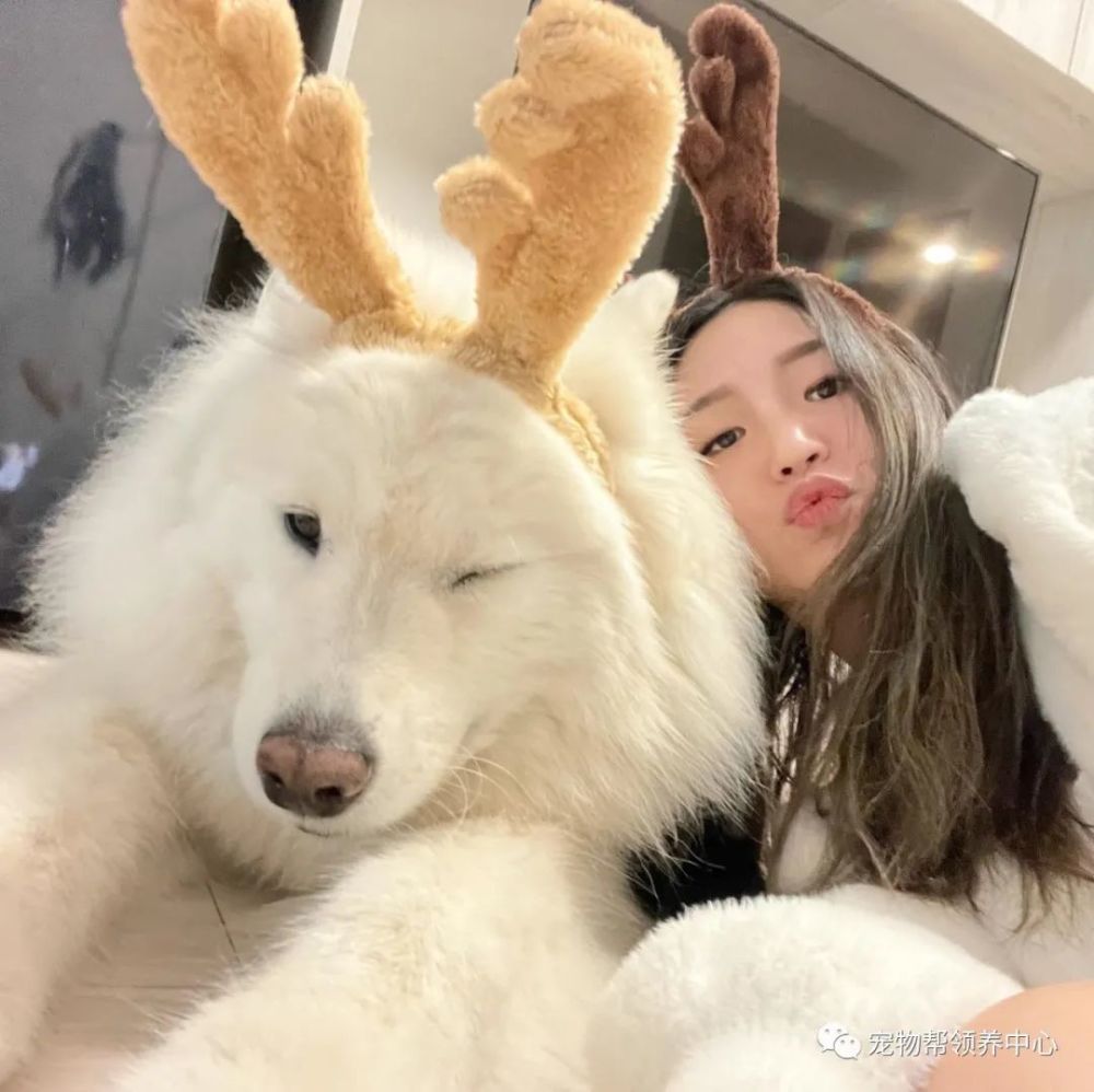 可爱萨摩竟总喜欢在保安亭前拉粑粑主人尴尬网友却笑喷