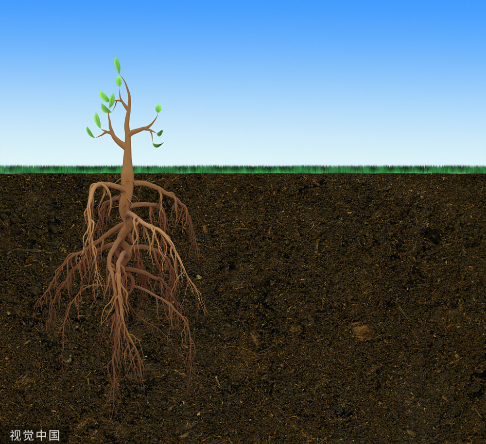 "甲"的构成:"田"的下面多出一竖,它的竖指向下面,说明种子在往下扎根.