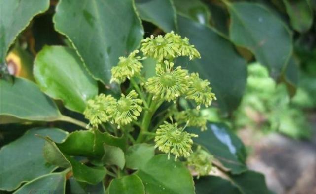 濒危的保护植物昆栏树